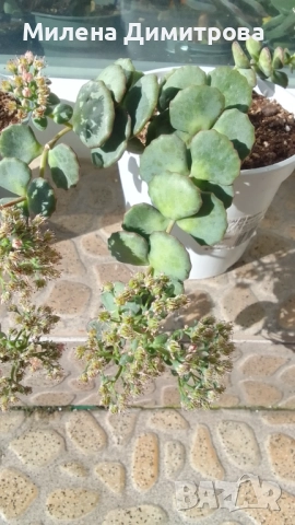 Седум Сиеболди - Японска коприна , снимка 4 - Стайни растения - 51656938