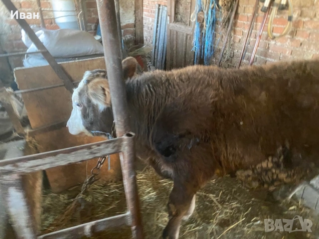 Месодайно мъжко теле на 7 месеца