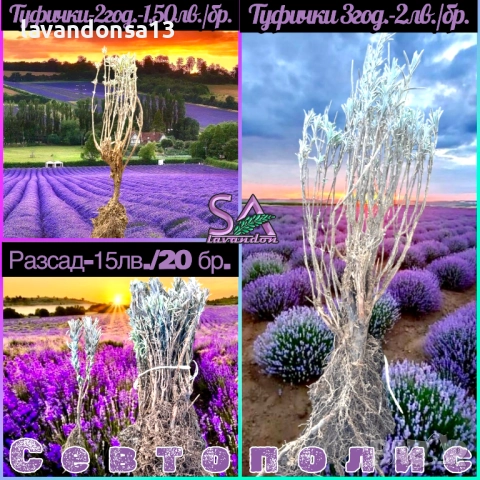 Разсад маслодайни рози, снимка 14 - Градински цветя и растения - 42641069