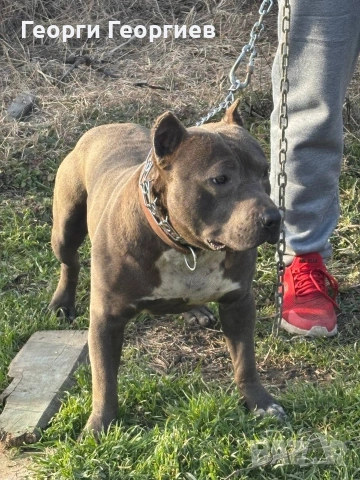 Чистокръвен Питбул Blue nose за разплод