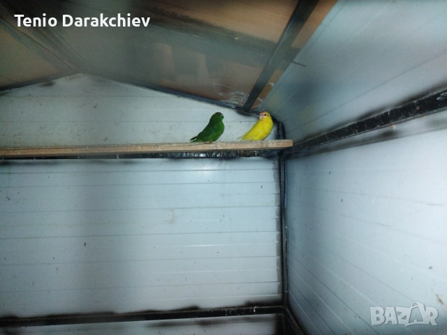 свобадни, снимка 6 - Папагали - 52853846