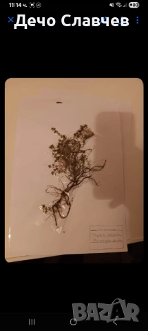 Хербарии за ЛТУ или друг университет , снимка 10 - Ученически пособия, канцеларски материали - 54224038