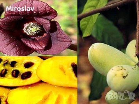 Индиански Банан /(Пау Пау), снимка 3 - Градински цветя и растения - 53890724