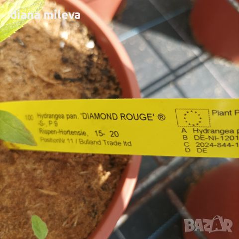 Хортензия Червен Диамант, Hydrangea paniculata Diamond Rouge, за супер слънце, снимка 7 - Градински цветя и растения - 46062315