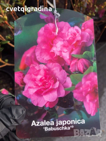 Azalea ‘Babuschka’ (Азалия Бабушка)