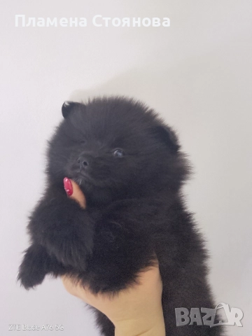 Малки померани , снимка 8 - Померан - 52617952