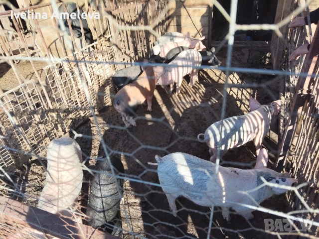 прадавам прасенца на 2 месеца