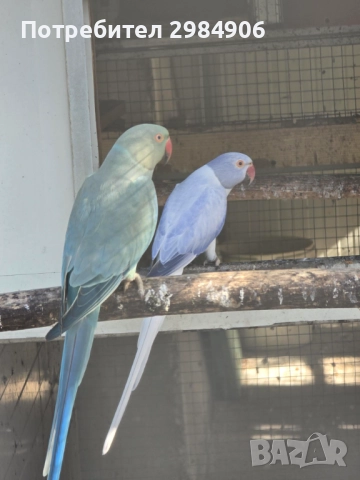малък александър , ПРОМОЦИЯ, снимка 17 - Папагали - 41350586