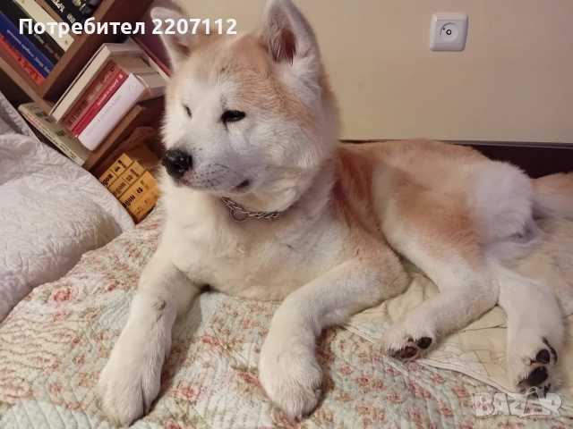 Женско акита-ину., снимка 6 - Акита ину - 53415124
