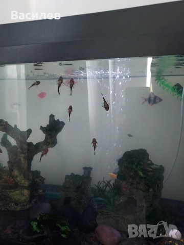 Сомчета Анциструс - Обикновен сом