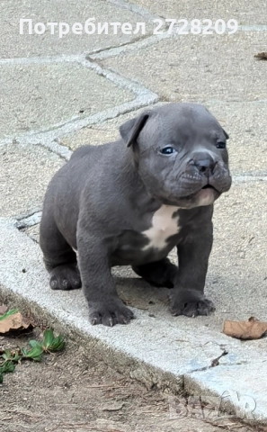 Американско Були Покет/ American Bully Pocket, снимка 13 - Питбул - 51488455