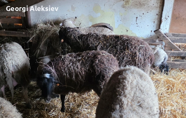 Романовски овце, снимка 6 - Овце - 53627321