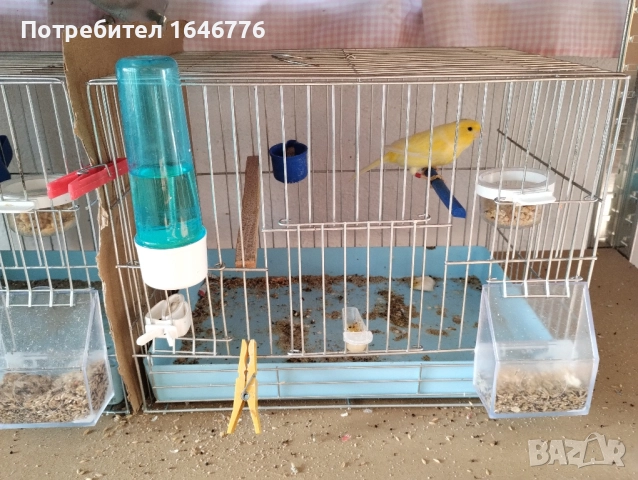 канарчета, снимка 2 - Канари - 51575946