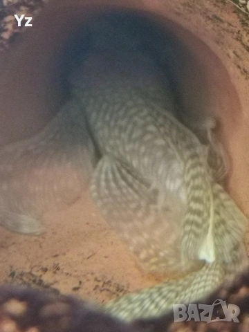 Чифт воални анциструси албино