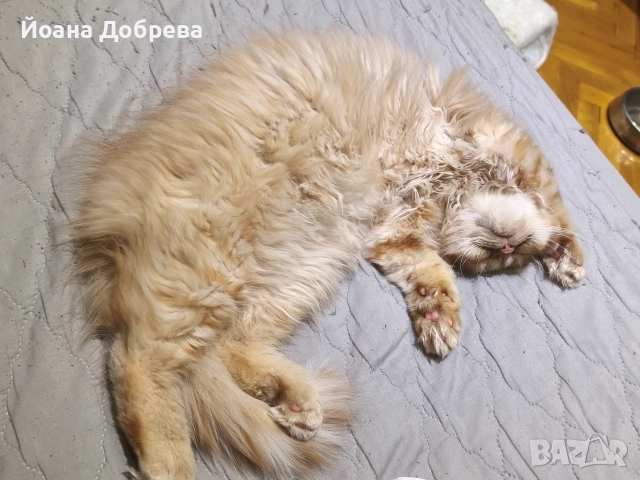 Породисти пухкави персийски котета, снимка 13 - Персийска - 52670996