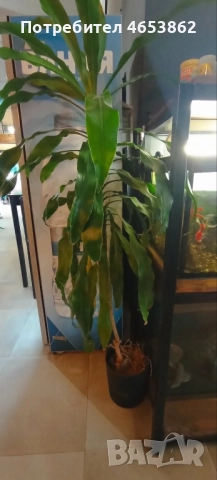 Цветя, снимка 2 - Стайни растения - 52482423