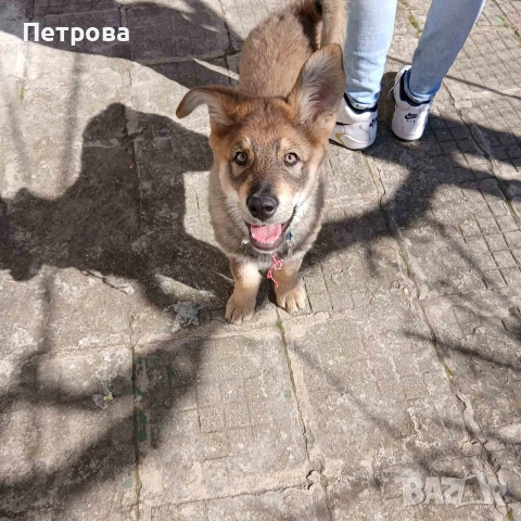 Подарък , снимка 4 - Други - 53848769