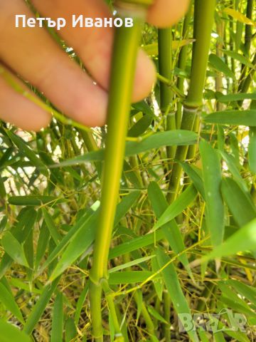 Бамбук студеноустойчив с корен, снимка 2 - Градински цветя и растения - 41115267
