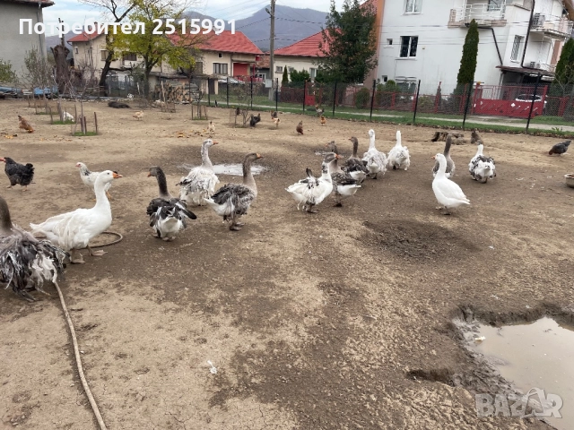 Продавам Гъски, снимка 4 - Патици и гъски - 52444377