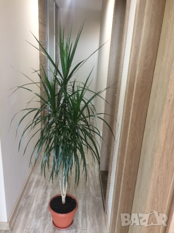 Драцена, снимка 2 - Стайни растения - 51529901
