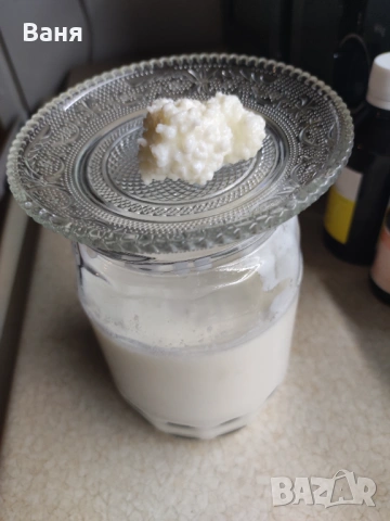 Кефир Тибетска гъба