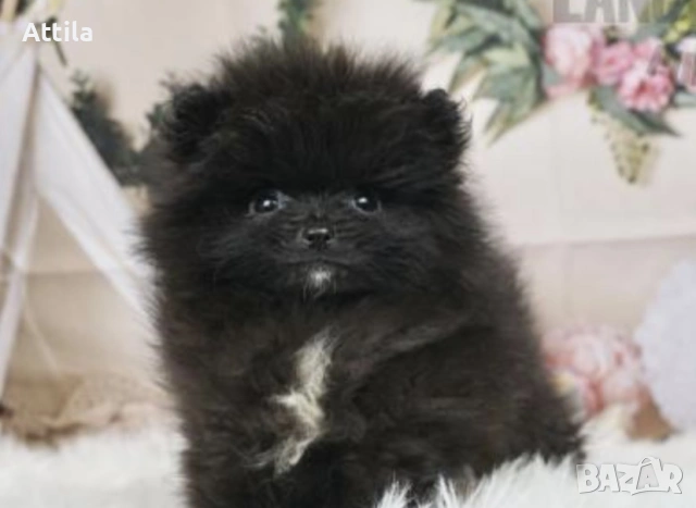  Померан – мини и джудже тип, снимка 5 - Померан - 53622471