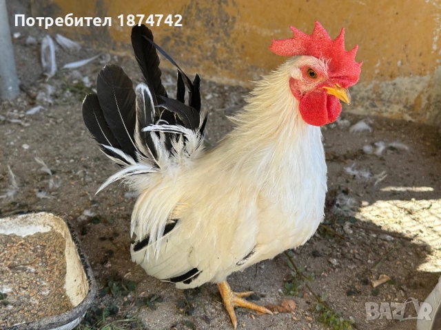 Петлета Шабо, снимка 2 - други­ - 51640960