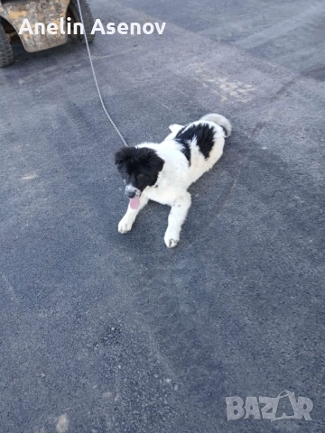 Каракачанка , снимка 4 - Каракачанска овчарка - 52791594