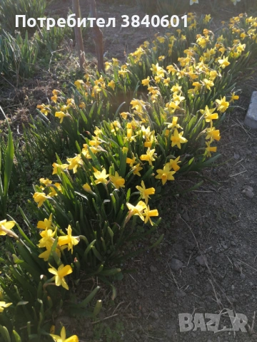 Нарциси (10 луковици) , снимка 7 - Градински цветя и растения - 53815354
