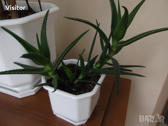 Fujifilm Finepix T350  14 MPx, снимка 17 - Фотоапарати - 53662722