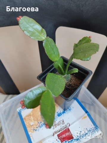 Великденче червено 