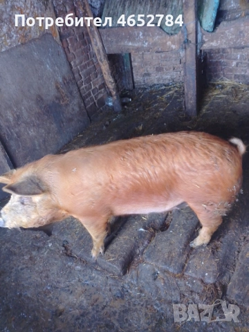 Бремана към 80 кила