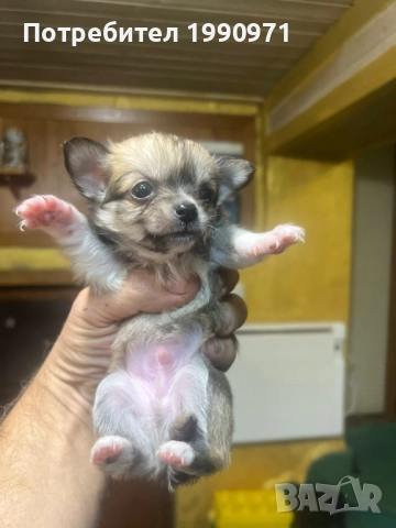 Мъжко мини чихуахуа, снимка 2 - Чихуахуа - 52886809