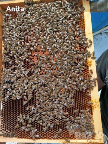 Продавам пчелни семейства