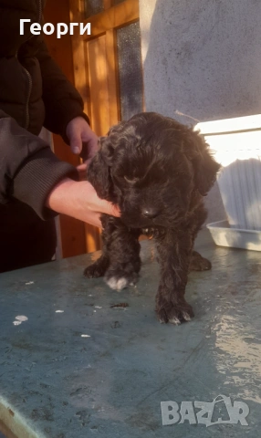 Кокер с Лагото- кученца, снимка 2 - Други - 53262436