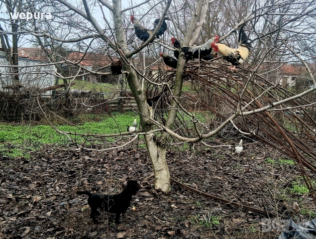 Продавам няколко декоративни петли за разплод или за красота японски кокошки и петли но