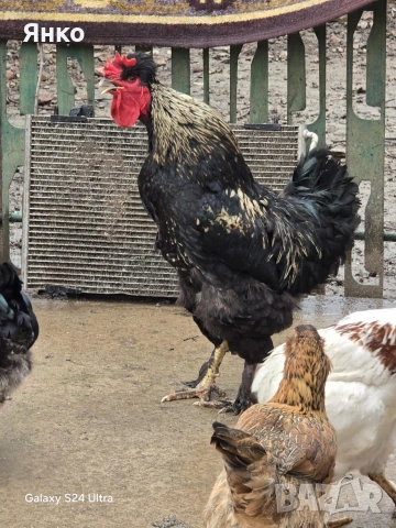 Петли, снимка 7 - Кокошки и пуйки - 52912712
