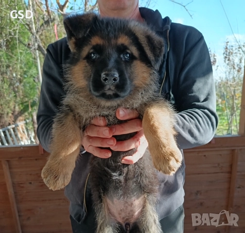 немска овчарка , снимка 6 - Немска овчарка - 52502541