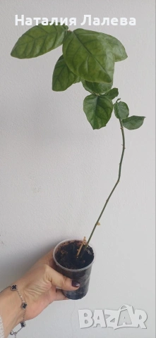 Жасмин, Jasmine Grand Duke, снимка 3 - Стайни растения - 54188610