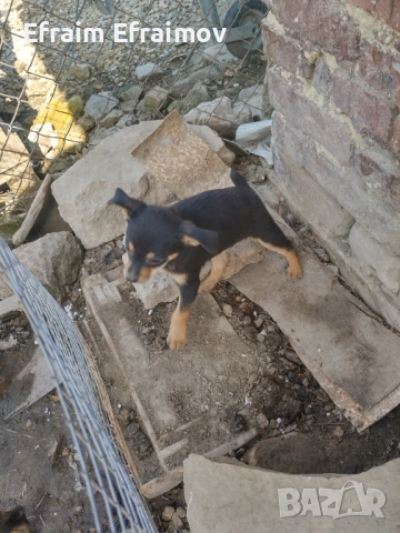 Пинчер на Мец 15 ден хубав, снимка 2 - Пинчер - 54177555