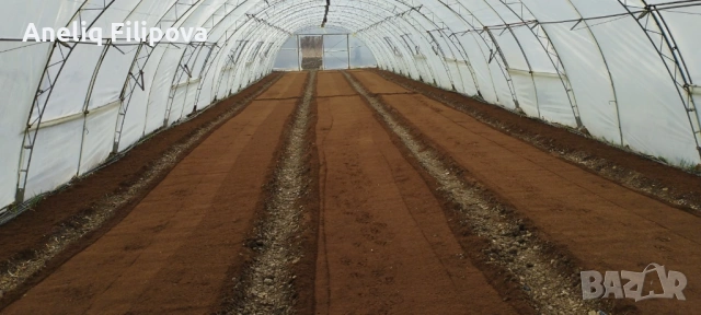 Продавам разсад за Пипер, Домати и Краставици , снимка 7 - Разсади - 53025953