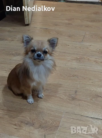 Чихуахуа родословни