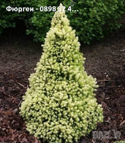 Канадски Смърч ”Дейзи Уайт” / Picea glauca ’Daisy’s White’, снимка 3 - Разсади - 45012798