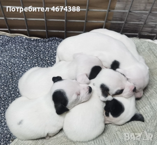 Джак Ръсел териер