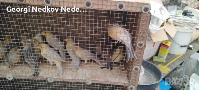 Продавам канари , снимка 7 - Канари - 52756202