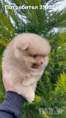 Мини померан момчета, снимка 4 - Померан - 48770049