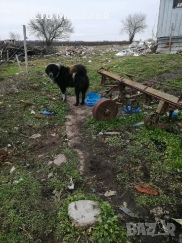 Каракачанско овчарско куче, снимка 6 - Каракачанска овчарка - 53652414