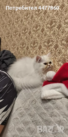 Продавам мъжко персийско коте, снимка 5 - Персийска - 53173226