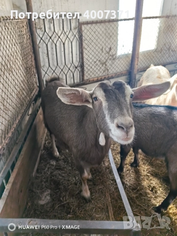 Англонубийски кози и пръч, снимка 8 - Кози - 52928138