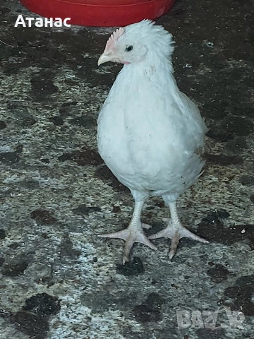 Черен австралорп, кафяв и черен доминант., снимка 7 - други­ - 53830777